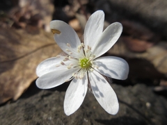 Hepatica nobilis