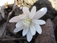 Anemonoides raddeana