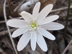 Anemonoides raddeana