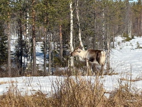 Caribou