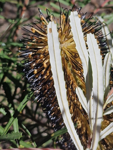 Hill Banksia (Banksia collina)
