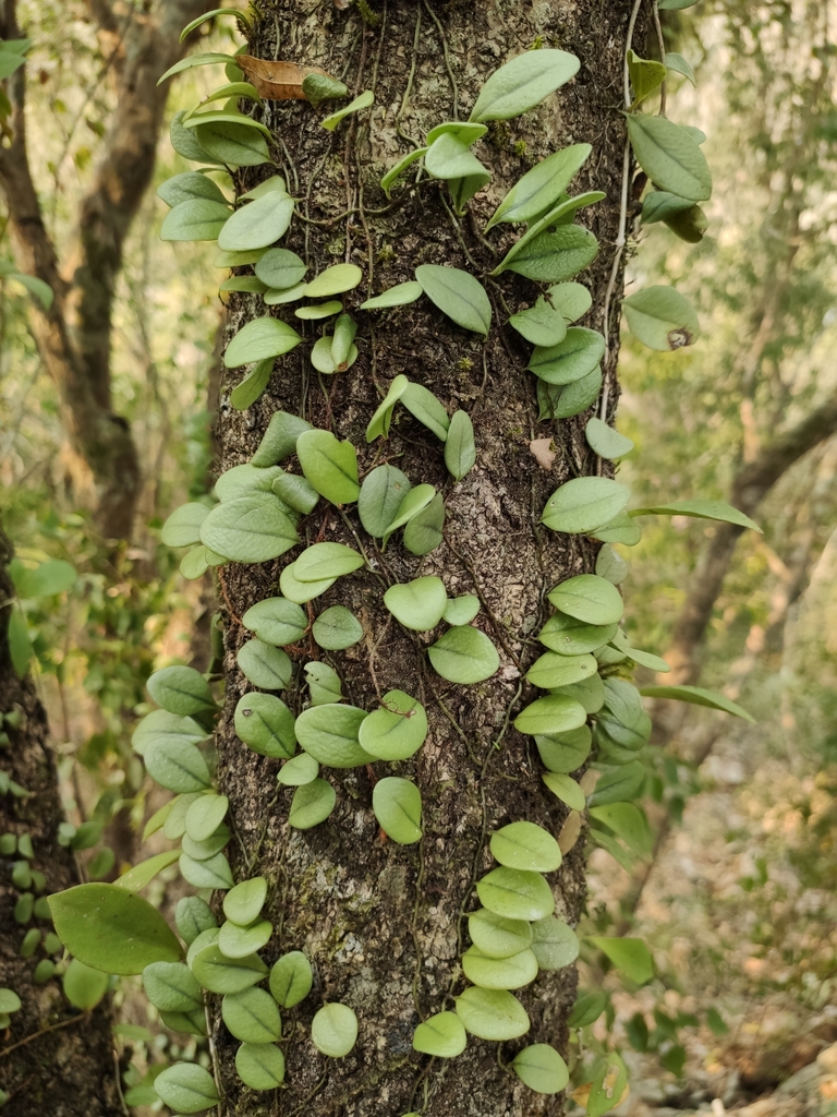 Lemmaphyllum carnosum