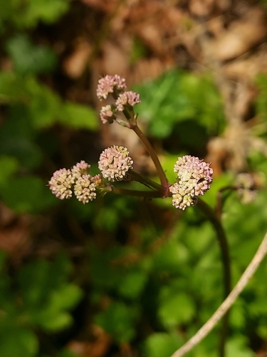 wood sanicle (Sanicula europaea)