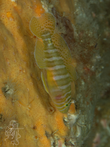 Priolepis cincta observed 2026-04-09