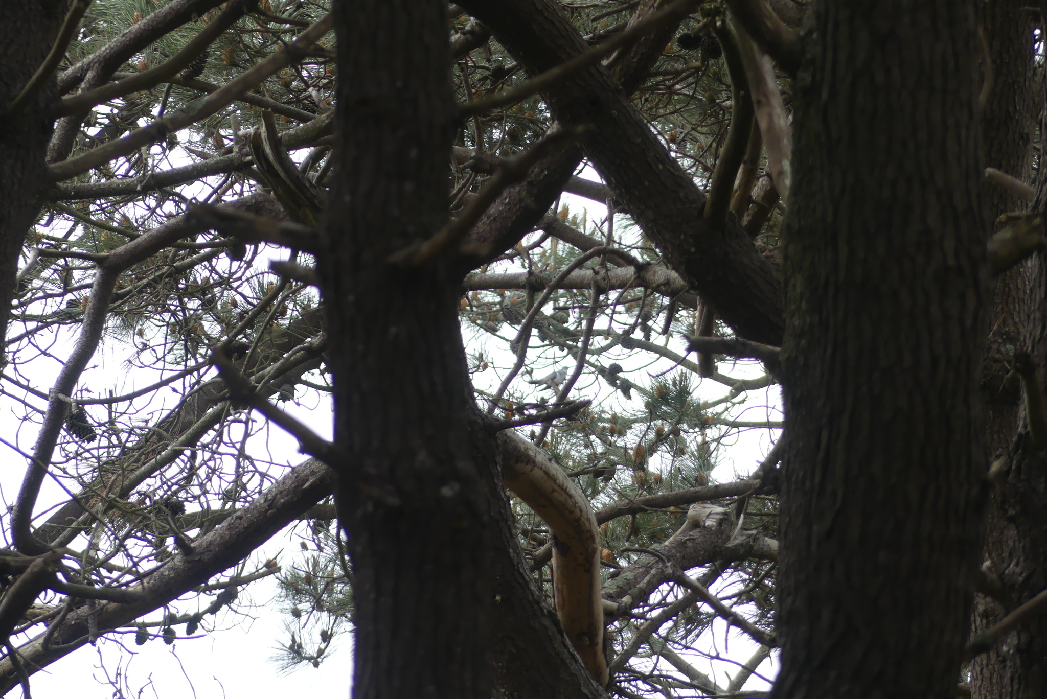 Common Cuckoo (Cuculus canorus), photo 10