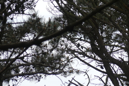 Common Cuckoo (Cuculus canorus), photo 7