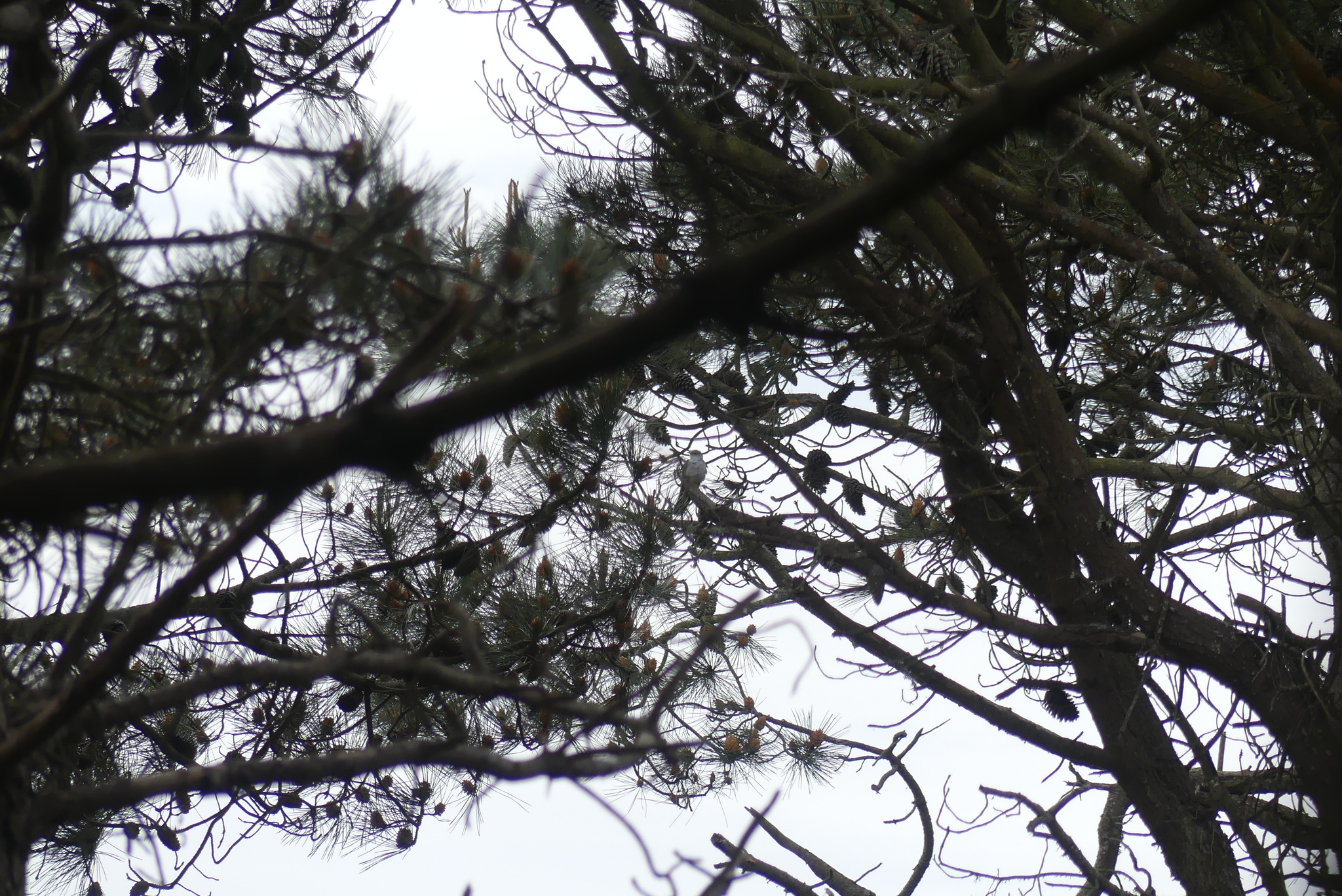 Common Cuckoo (Cuculus canorus), photo 9