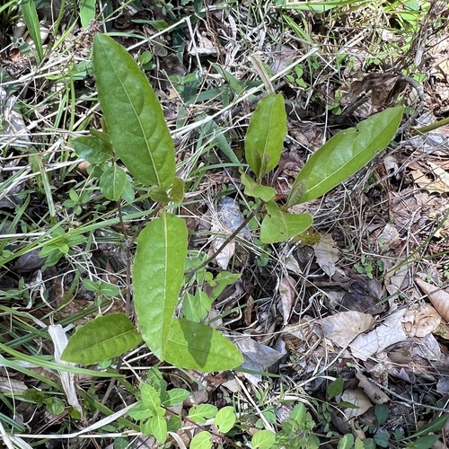 Possumhaw (Viburnum nudum)