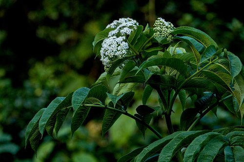 Sambucus ebulus image