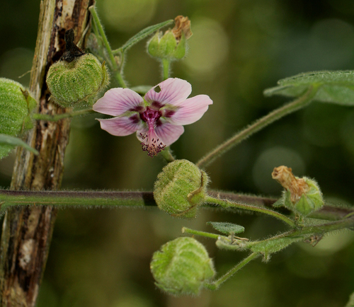 Abutilon longicuspe image