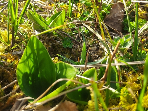 Common Twayblade (Neottia ovata)