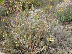 Phyllota pleurandroides