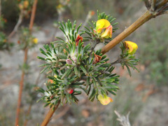 Phyllota pleurandroides