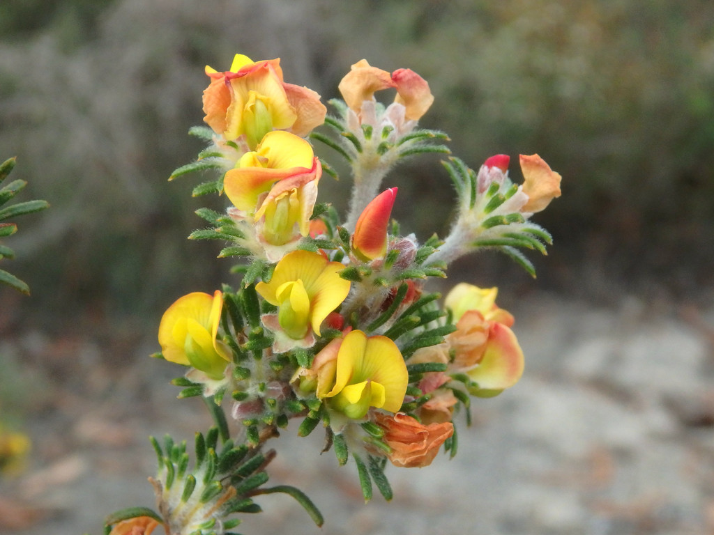 Phyllota