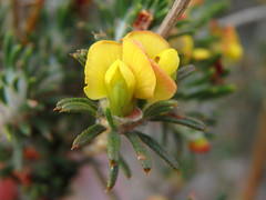 Phyllota pleurandroides
