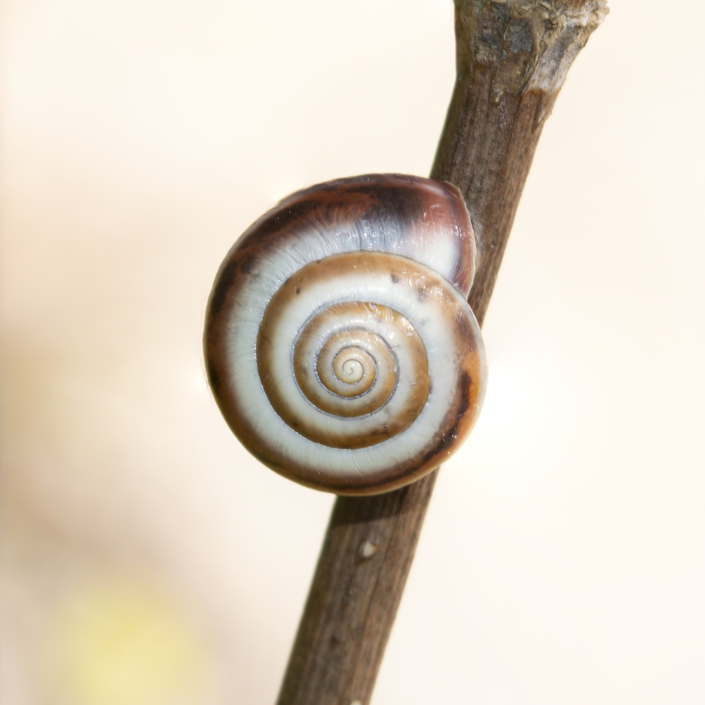 Monacha parumcincta