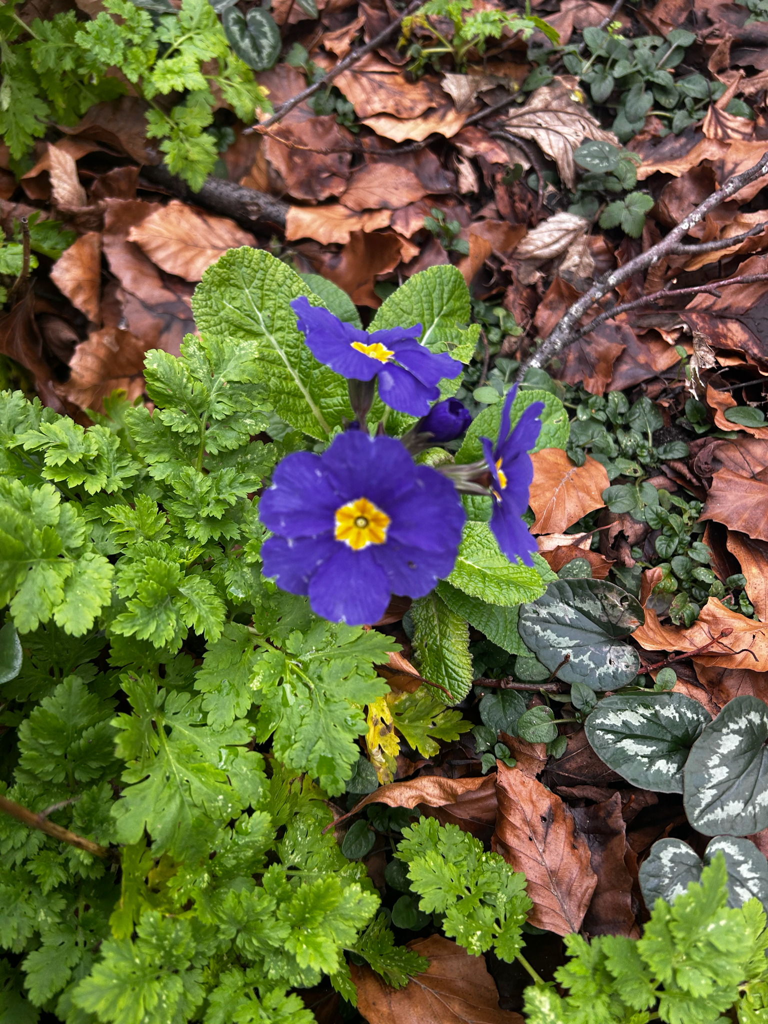 Polyanthus primrose