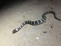 Homalopsis mereljcoxi