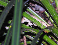 Toropuku inexpectatus