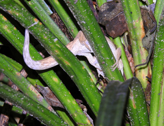 Toropuku inexpectatus