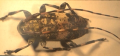 Leiopus linnei
