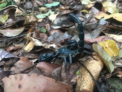 Heterometrus laoticus