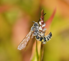 Radumeris tasmaniensis