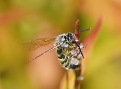 Radumeris tasmaniensis