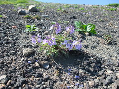 Veronica schmidtiana