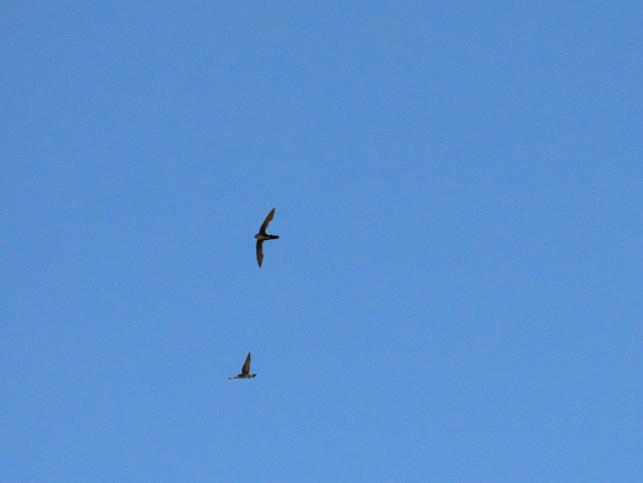 Aeronautes saxatalis (Woodhouse, 1853)