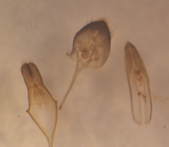 Leiopus linnei
