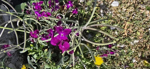 hoary stock (Matthiola incana)