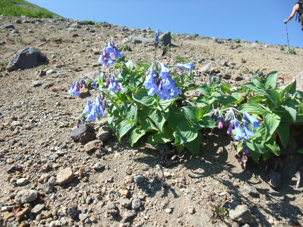 Mertensia pterocarpa