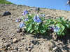 Mertensia pterocarpa - Photo (c) Roman Shatrov, some rights reserved (CC BY-NC), uploaded by Roman Shatrov