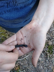 Plethodon caddoensis