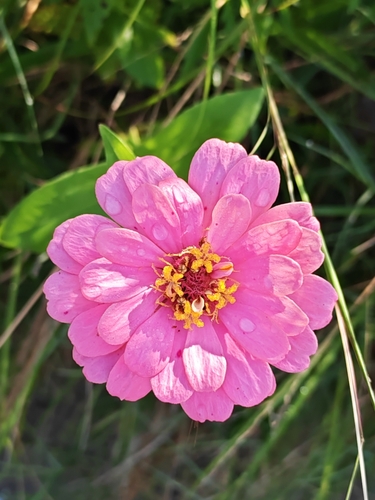 Elegant Zinnia