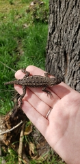 Sceloporus occidentalis