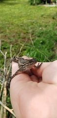 Sceloporus occidentalis