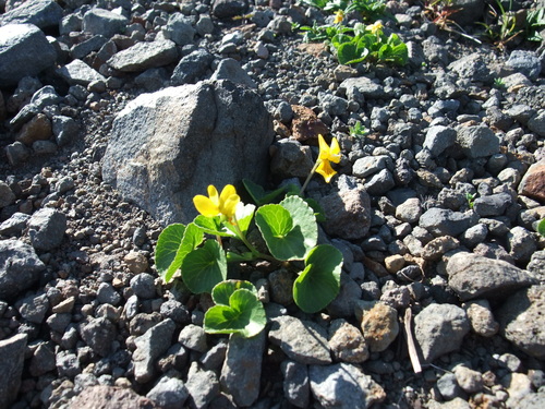 Viola crassa iNat (2)