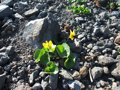 Viola crassa