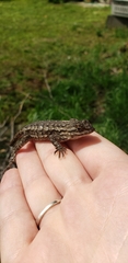 Sceloporus occidentalis