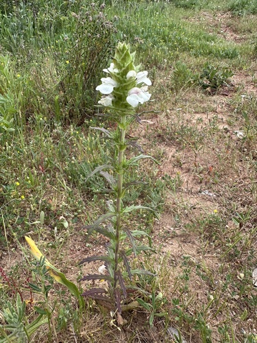Mediterranean lineseed (Bellardia trixago)