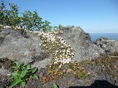 Cassiope lycopodioides