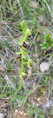Small Spider-orchid (Ophrys araneola)