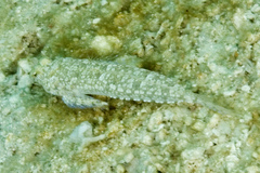 Diplogrammus goramensis
