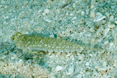 Diplogrammus goramensis