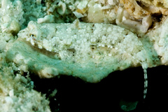 Diplogrammus goramensis