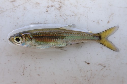 Okavango robber (Rhabdalestes maunensis) — Alestidae — 2