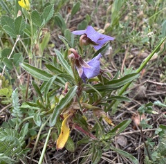 Viola arborescens, photograph (c) Katrin Simon, some rights reserved (CC BY)