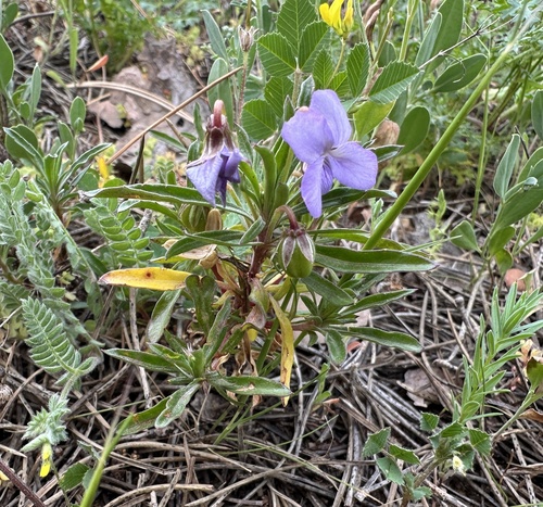 Shrubby Violet (Viola arborescens)